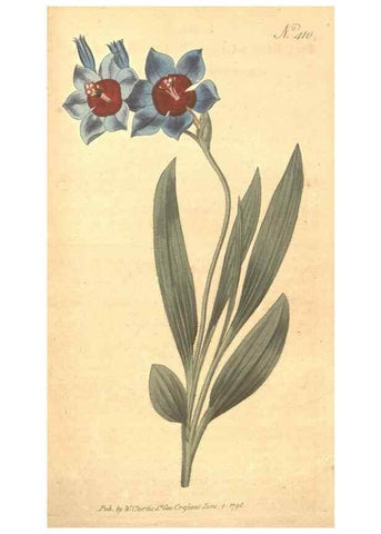 Reproducción/Reproduction 35129051326: The Botanical magazine, or, Flower-garden displayed ... /. [S.l. :s.n.],1790-1800 ;