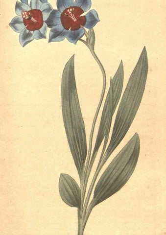 Reproducción/Reproduction 35129051326: The Botanical magazine, or, Flower-garden displayed ... /. [S.l. :s.n.],1790-1800 ;