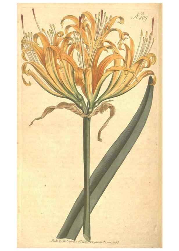 Reproducción/Reproduction 35004023772: The Botanical magazine, or, Flower-garden displayed ... /. [S.l. :s.n.],1790-1800 ;