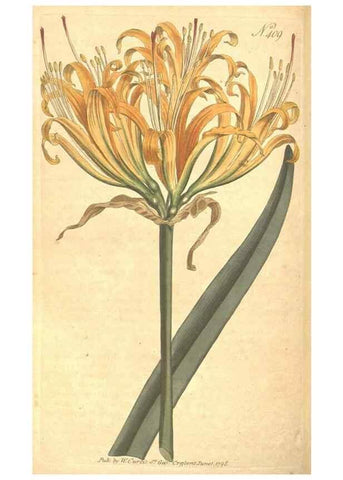 Reproducción/Reproduction 35004023772: The Botanical magazine, or, Flower-garden displayed ... /. [S.l. :s.n.],1790-1800 ;