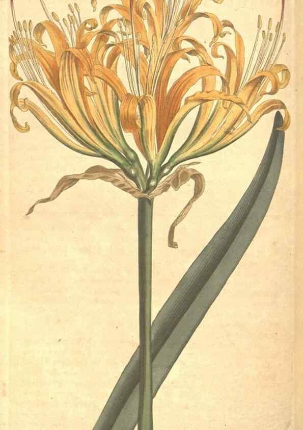 Reproducción/Reproduction 35004023772: The Botanical magazine, or, Flower-garden displayed ... /. [S.l. :s.n.],1790-1800 ;