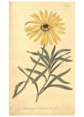 Reproducción/Reproduction 35004021662: The Botanical magazine, or, Flower-garden displayed ... /. [S.l. :s.n.],1790-1800 ;