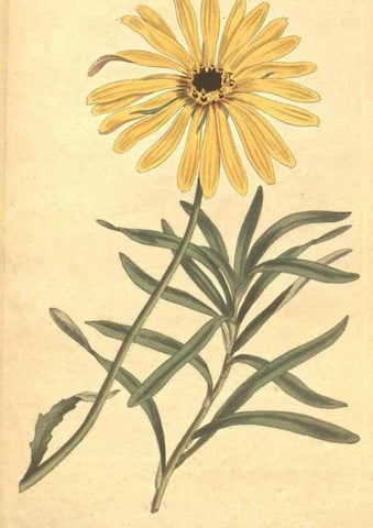 Reproducción/Reproduction 35004021662: The Botanical magazine, or, Flower-garden displayed ... /. [S.l. :s.n.],1790-1800 ;