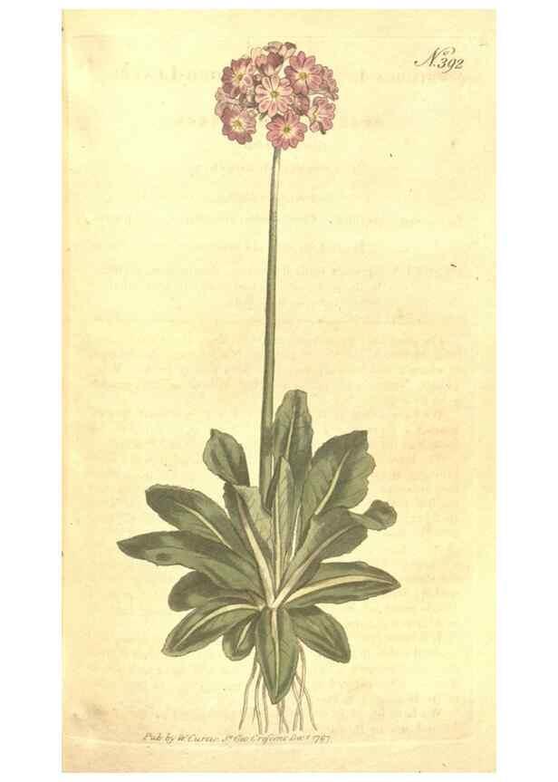 Reproducción/Reproduction 35038191391: The Botanical magazine, or, Flower-garden displayed ... /. [S.l. :s.n.],1790-1800 ;
