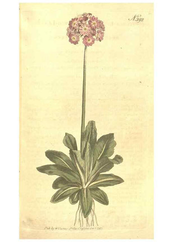 Reproducción/Reproduction 35038191391: The Botanical magazine, or, Flower-garden displayed ... /. [S.l. :s.n.],1790-1800 ;