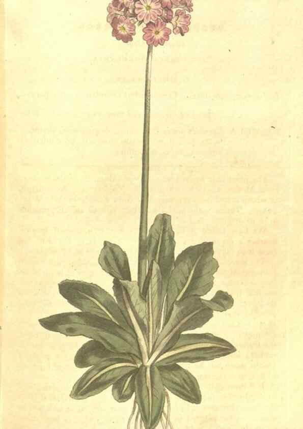 Reproducción/Reproduction 35038191391: The Botanical magazine, or, Flower-garden displayed ... /. [S.l. :s.n.],1790-1800 ;