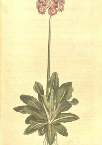 Reproducción/Reproduction 35038191391: The Botanical magazine, or, Flower-garden displayed ... /. [S.l. :s.n.],1790-1800 ;