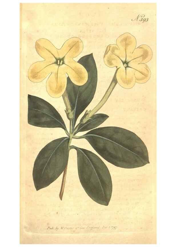 Reproducción/Reproduction 34782342680: The Botanical magazine, or, Flower-garden displayed ... /. [S.l. :s.n.],1790-1800 ;