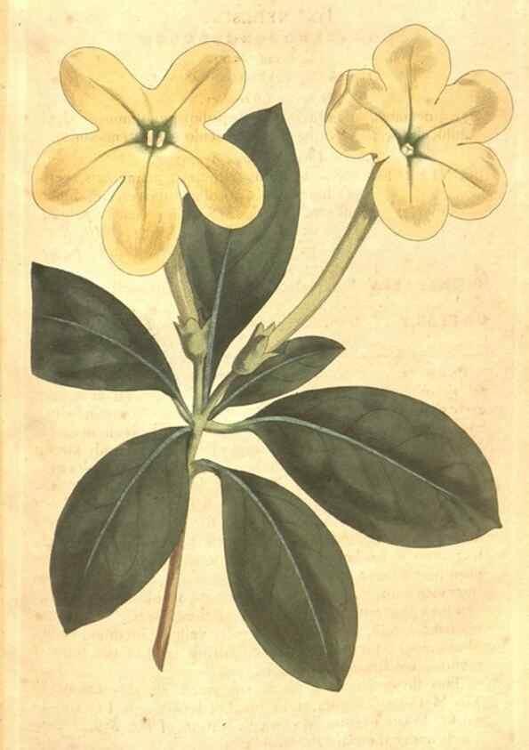 Reproducción/Reproduction 34782342680: The Botanical magazine, or, Flower-garden displayed ... /. [S.l. :s.n.],1790-1800 ;