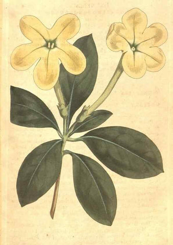 Reproducción/Reproduction 34782342680: The Botanical magazine, or, Flower-garden displayed ... /. [S.l. :s.n.],1790-1800 ;