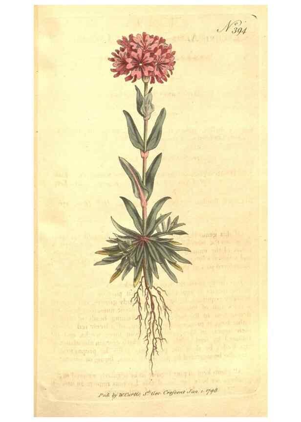Reproducción/Reproduction 34782347030: The Botanical magazine, or, Flower-garden displayed ... /. [S.l. :s.n.],1790-1800 ;