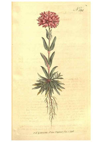 Reproducción/Reproduction 34782347030: The Botanical magazine, or, Flower-garden displayed ... /. [S.l. :s.n.],1790-1800 ;