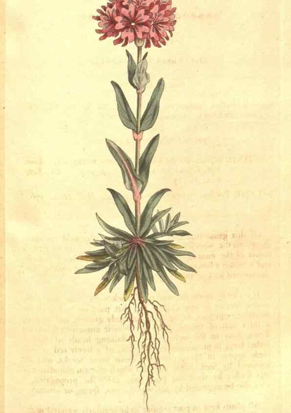Reproducción/Reproduction 34782347030: The Botanical magazine, or, Flower-garden displayed ... /. [S.l. :s.n.],1790-1800 ;