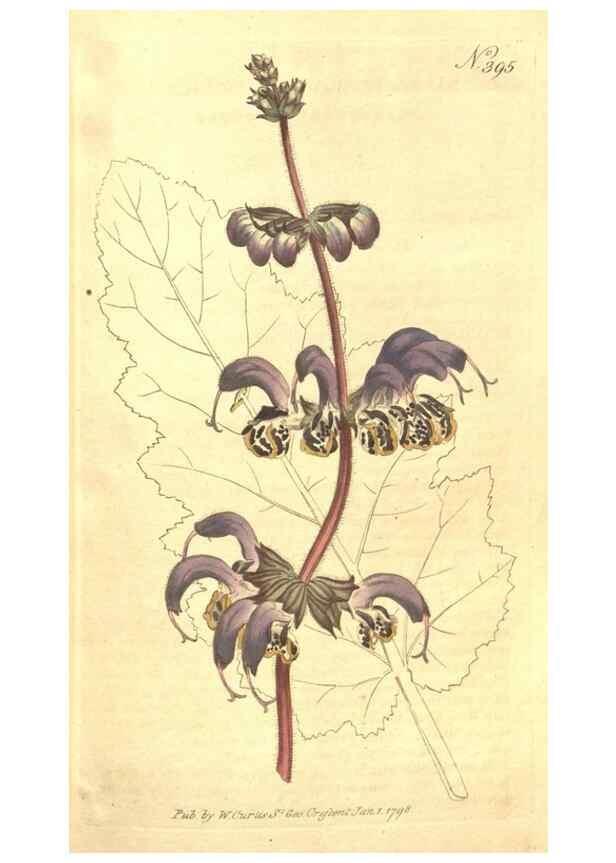 Reproducción/Reproduction 35038222991: The Botanical magazine, or, Flower-garden displayed ... /. [S.l. :s.n.],1790-1800 ;