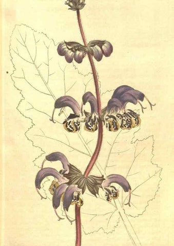 Reproducción/Reproduction 35038222991: The Botanical magazine, or, Flower-garden displayed ... /. [S.l. :s.n.],1790-1800 ;