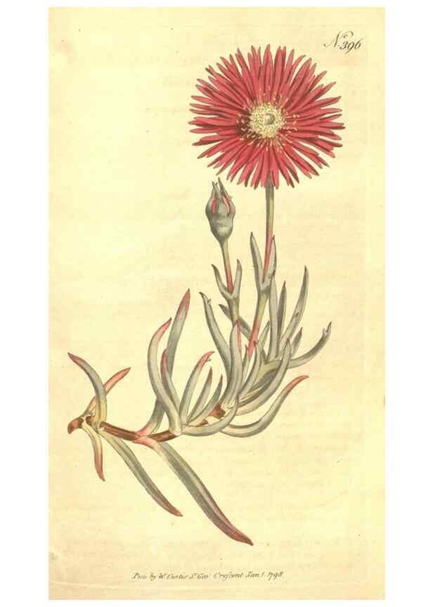 Reproducción/Reproduction 35003988712: The Botanical magazine, or, Flower-garden displayed ... /. [S.l. :s.n.],1790-1800 ;