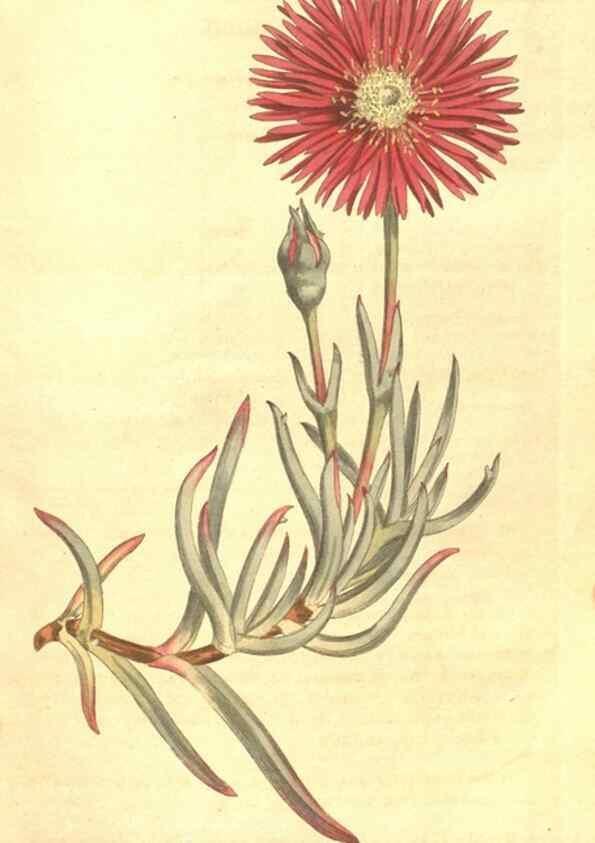 Reproducción/Reproduction 35003988712: The Botanical magazine, or, Flower-garden displayed ... /. [S.l. :s.n.],1790-1800 ;
