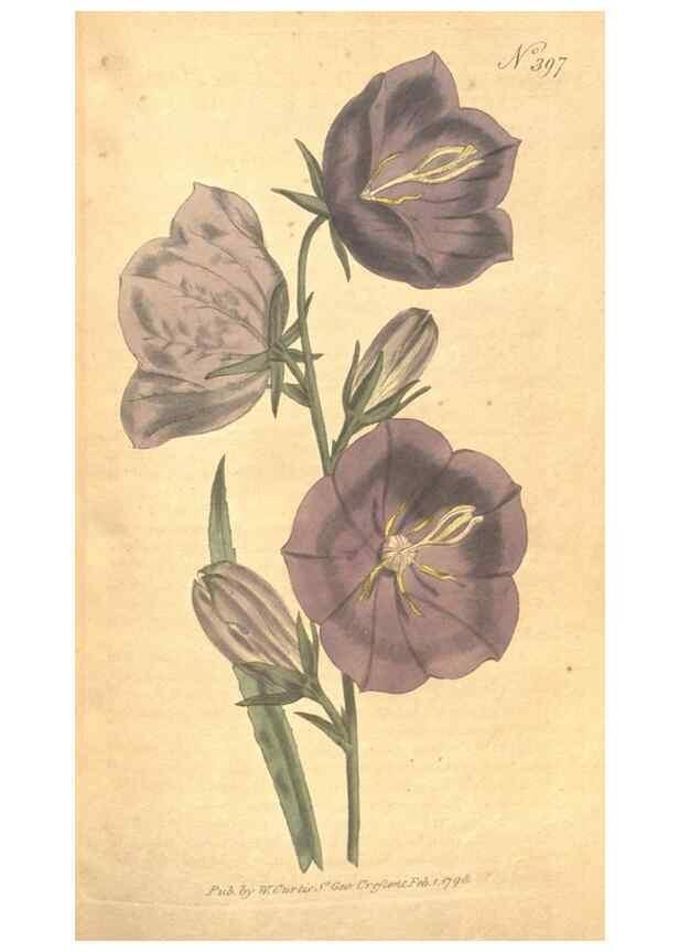 Reproducción/Reproduction 34323948534: The Botanical magazine, or, Flower-garden displayed ... /. [S.l. :s.n.],1790-1800 ;
