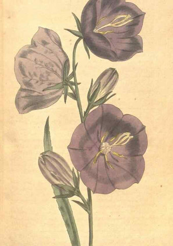 Reproducción/Reproduction 34323948534: The Botanical magazine, or, Flower-garden displayed ... /. [S.l. :s.n.],1790-1800 ;
