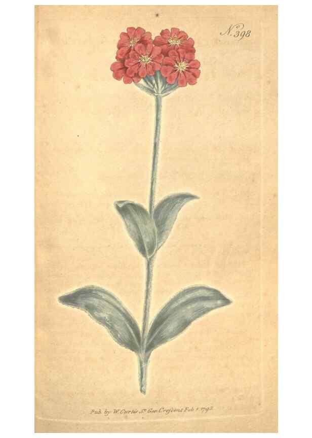 Reproducción/Reproduction 34323950054: The Botanical magazine, or, Flower-garden displayed ... /. [S.l. :s.n.],1790-1800 ;