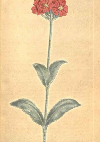 Reproducción/Reproduction 34323950054: The Botanical magazine, or, Flower-garden displayed ... /. [S.l. :s.n.],1790-1800 ;