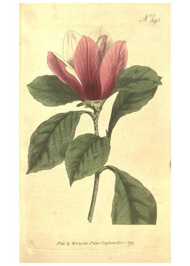 Reproducción/Reproduction 35038185941: The Botanical magazine, or, Flower-garden displayed ... /. [S.l. :s.n.],1790-1800 ;