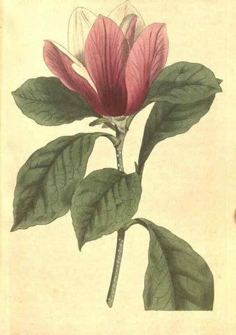 Reproducción/Reproduction 35038185941: The Botanical magazine, or, Flower-garden displayed ... /. [S.l. :s.n.],1790-1800 ;