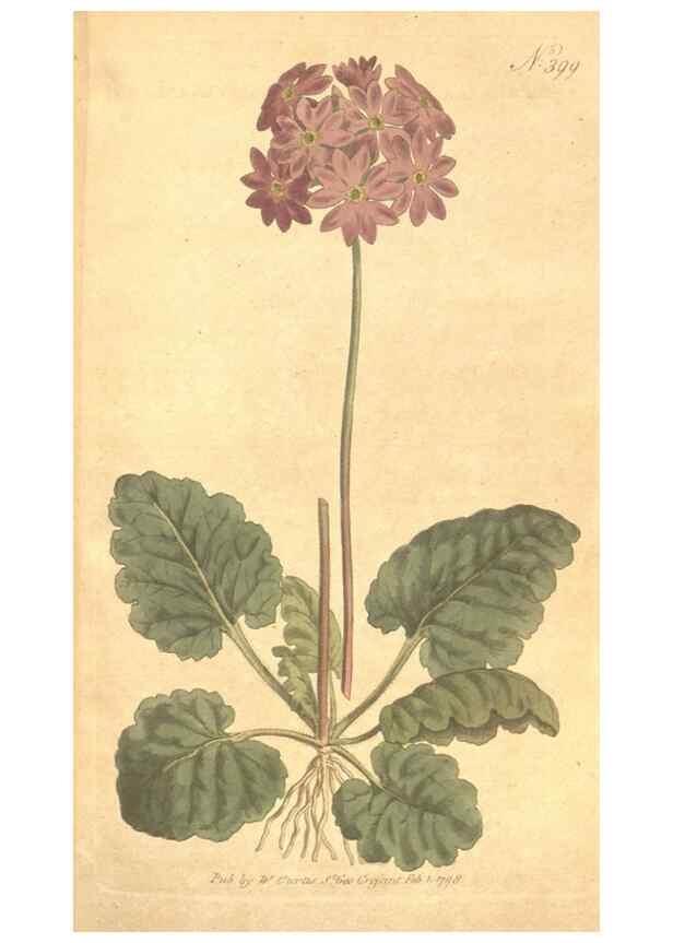 Reproducción/Reproduction 35129030666: The Botanical magazine, or, Flower-garden displayed ... /. [S.l. :s.n.],1790-1800 ;