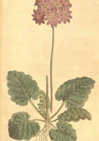 Reproducción/Reproduction 35129030666: The Botanical magazine, or, Flower-garden displayed ... /. [S.l. :s.n.],1790-1800 ;
