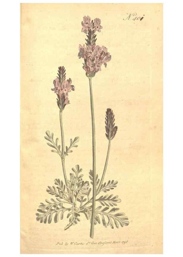 Reproducción/Reproduction 35129032976: The Botanical magazine, or, Flower-garden displayed ... /. [S.l. :s.n.],1790-1800 ;