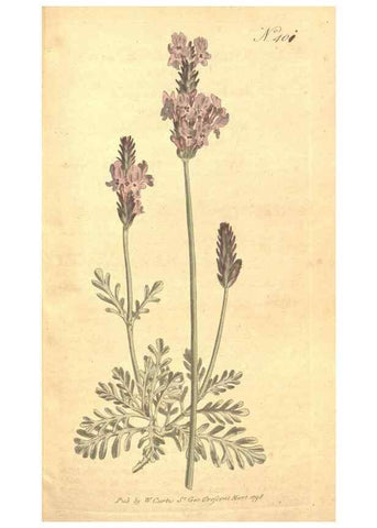 Reproducción/Reproduction 35129032976: The Botanical magazine, or, Flower-garden displayed ... /. [S.l. :s.n.],1790-1800 ;