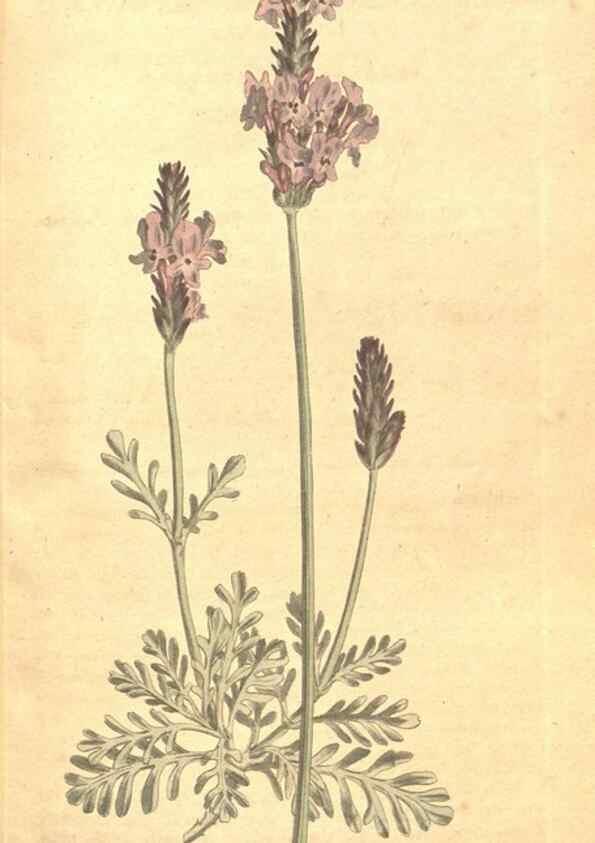 Reproducción/Reproduction 35129032976: The Botanical magazine, or, Flower-garden displayed ... /. [S.l. :s.n.],1790-1800 ;