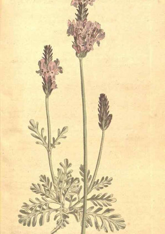 Reproducción/Reproduction 35129032976: The Botanical magazine, or, Flower-garden displayed ... /. [S.l. :s.n.],1790-1800 ;