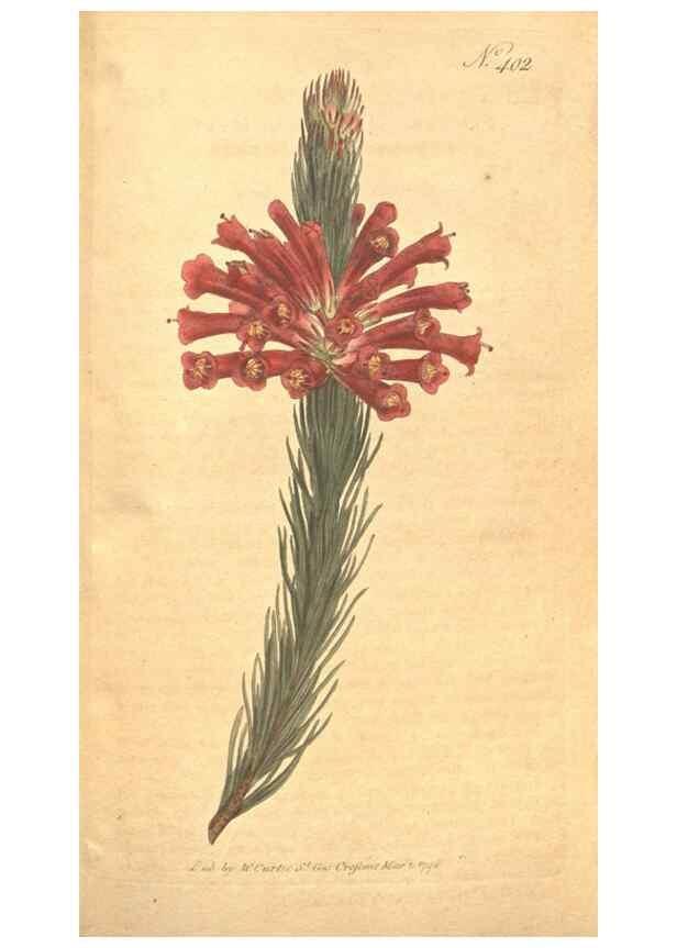 Reproducción/Reproduction 35168994735: The Botanical magazine, or, Flower-garden displayed ... /. [S.l. :s.n.],1790-1800 ;