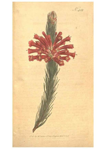 Reproducción/Reproduction 35168994735: The Botanical magazine, or, Flower-garden displayed ... /. [S.l. :s.n.],1790-1800 ;
