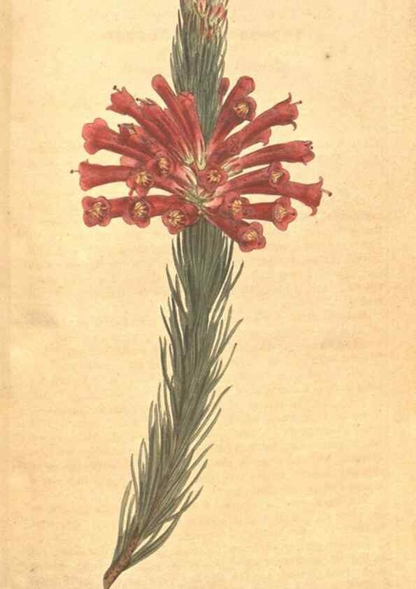Reproducción/Reproduction 35168994735: The Botanical magazine, or, Flower-garden displayed ... /. [S.l. :s.n.],1790-1800 ;