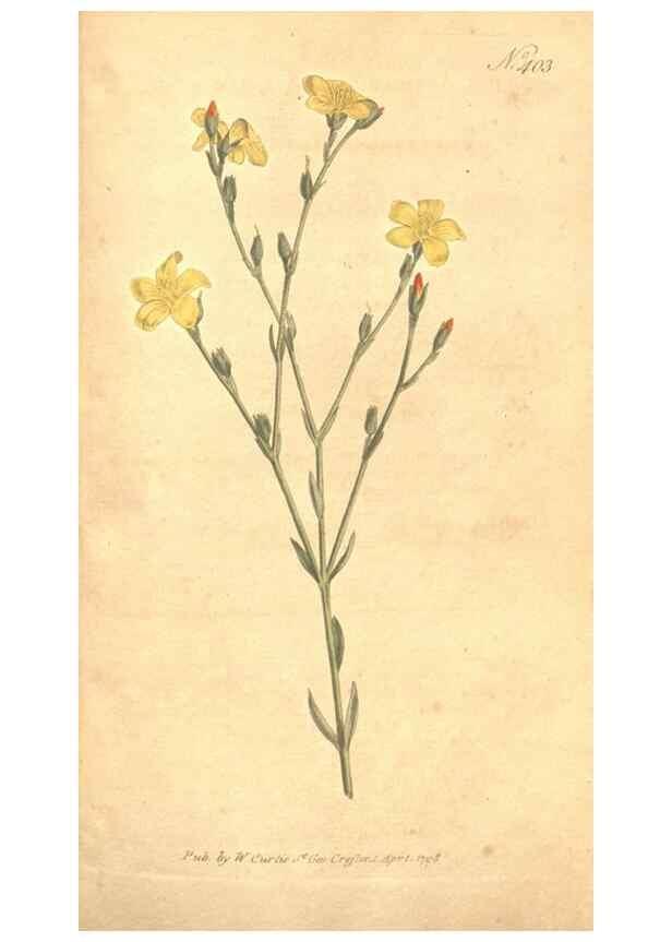 Reproducción/Reproduction 34323958424: The Botanical magazine, or, Flower-garden displayed ... /. [S.l. :s.n.],1790-1800 ;