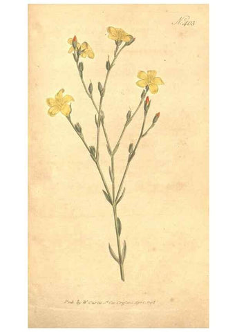 Reproducción/Reproduction 34323958424: The Botanical magazine, or, Flower-garden displayed ... /. [S.l. :s.n.],1790-1800 ;