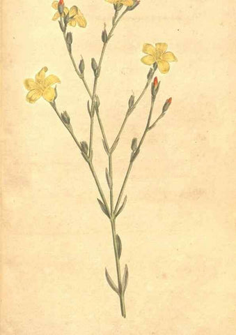 Reproducción/Reproduction 34323958424: The Botanical magazine, or, Flower-garden displayed ... /. [S.l. :s.n.],1790-1800 ;
