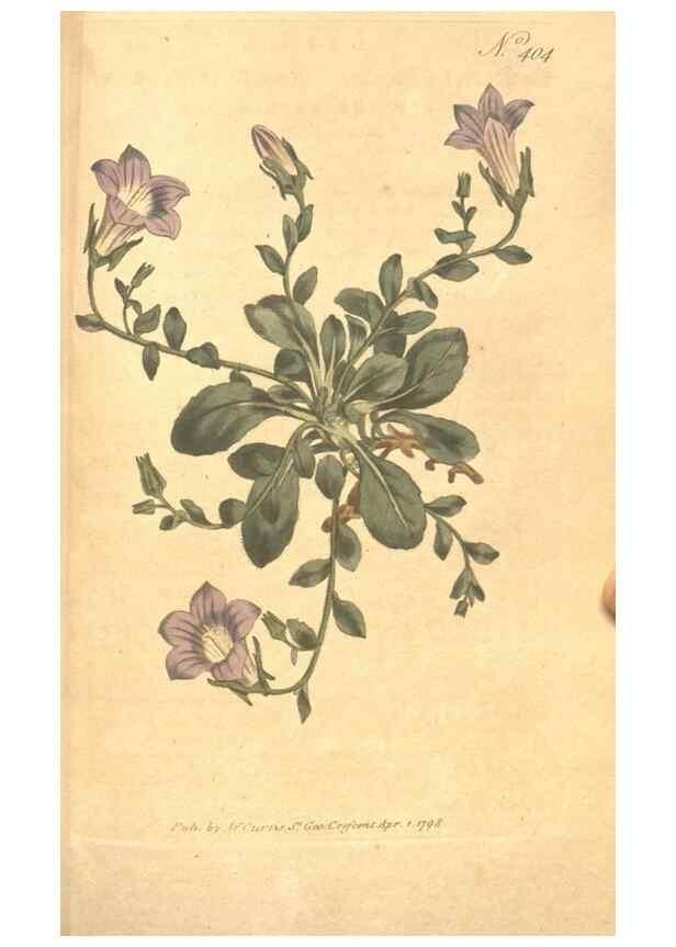 Reproducción/Reproduction 35004010532: The Botanical magazine, or, Flower-garden displayed ... /. [S.l. :s.n.],1790-1800 ;