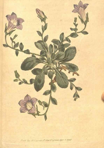 Reproducción/Reproduction 35004010532: The Botanical magazine, or, Flower-garden displayed ... /. [S.l. :s.n.],1790-1800 ;