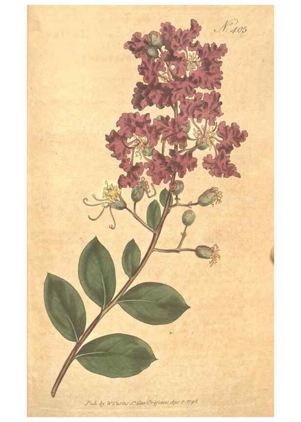 Reproducción/Reproduction 34782407060: The Botanical magazine, or, Flower-garden displayed ... /. [S.l. :s.n.],1790-1800 ;