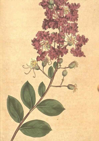 Reproducción/Reproduction 34782407060: The Botanical magazine, or, Flower-garden displayed ... /. [S.l. :s.n.],1790-1800 ;