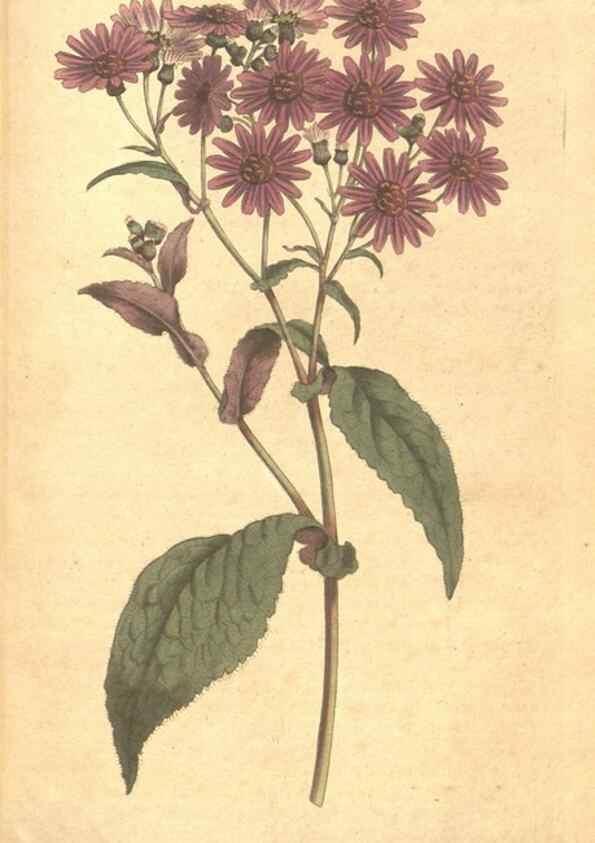 Reproducción/Reproduction 34359265813: The Botanical magazine, or, Flower-garden displayed ... /. [S.l. :s.n.],1790-1800 ;