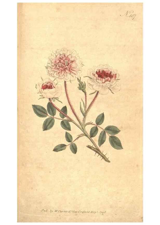 Reproducción/Reproduction 35004019422: The Botanical magazine, or, Flower-garden displayed ... /. [S.l. :s.n.],1790-1800 ;