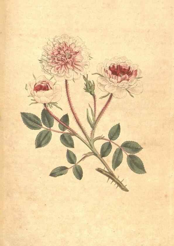 Reproducción/Reproduction 35004019422: The Botanical magazine, or, Flower-garden displayed ... /. [S.l. :s.n.],1790-1800 ;