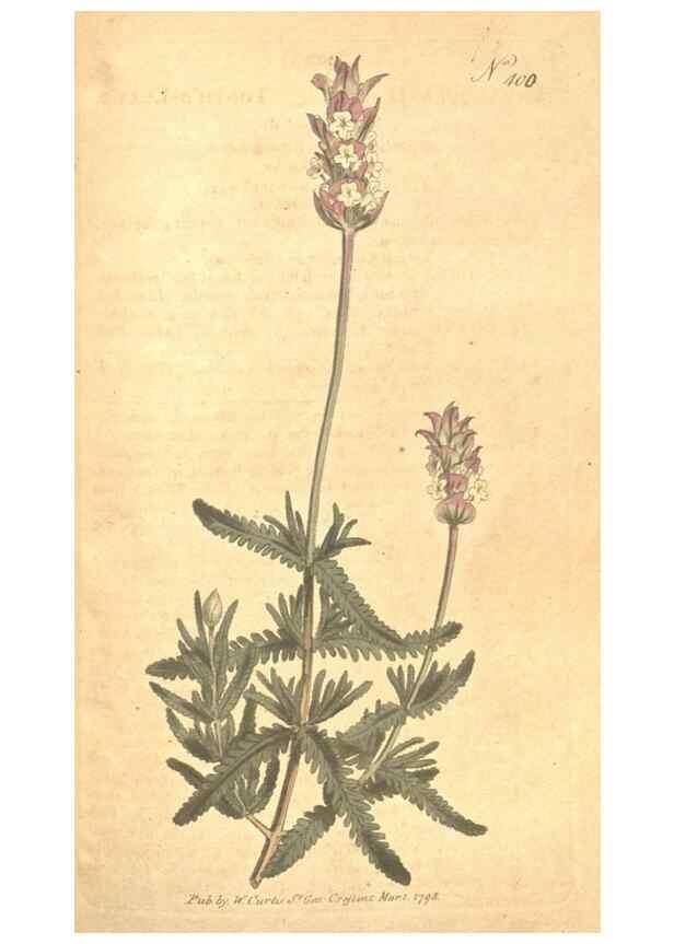 Reproducción/Reproduction 35168990065: The Botanical magazine, or, Flower-garden displayed ... /. [S.l. :s.n.],1790-1800 ;