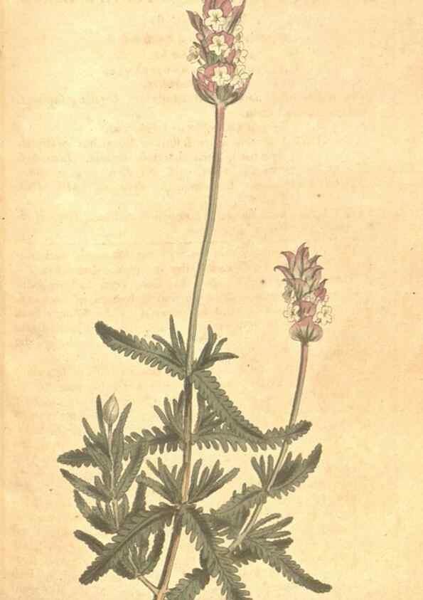 Reproducción/Reproduction 35168990065: The Botanical magazine, or, Flower-garden displayed ... /. [S.l. :s.n.],1790-1800 ;