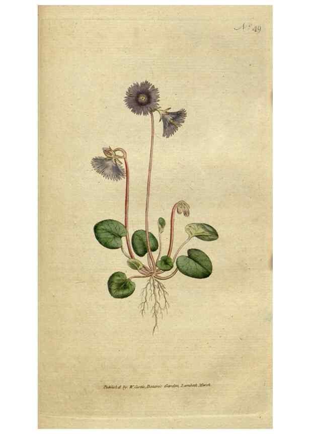 Reproducción/Reproduction 34322419034: The Botanical magazine, or, Flower-garden displayed ... /. [S.l. :s.n.],1790-1800 ;