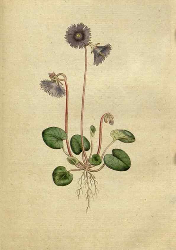 Reproducción/Reproduction 34322419034: The Botanical magazine, or, Flower-garden displayed ... /. [S.l. :s.n.],1790-1800 ;